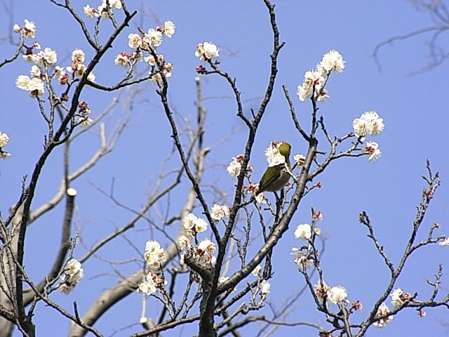 羽根木公園 せたがや梅まつり 今日の下高井戸 07年から18年まで